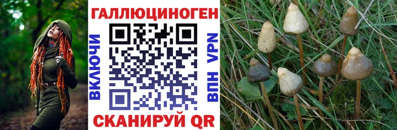 Купить где  Баймак  Галлюциногенные грибы GOLDEN TEACHER 